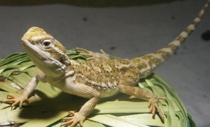 Zwergbartagame, Leopardgecko