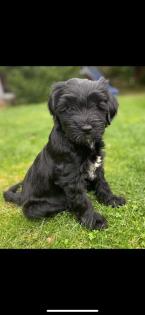 Tibet-Terrier Welpen