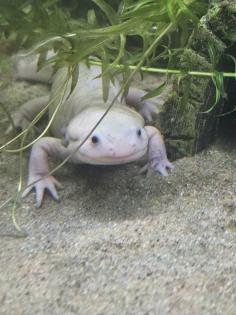 Axolotl zu verschenken