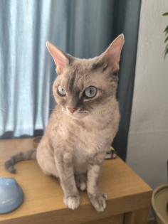 Devon Rex Katze sucht Neue Zuhause