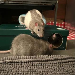 3 Männchen Ratten - Geschwister