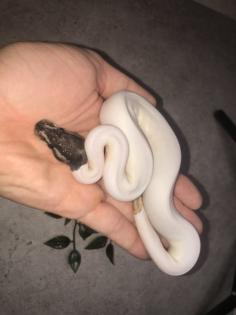 Königspython piebald Mojave Yellowbelly