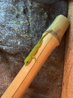 4 Phelsuma Grandis Großer Madagaskar Taggecko Jungtiere