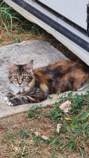 1 reinrassiges Main Coon Mädchen