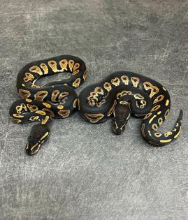 1.1 Seltene Arten von Gorilla-Kugelpythons