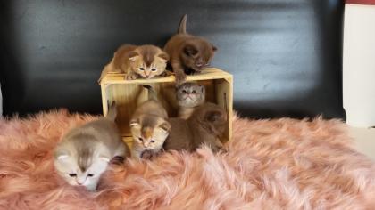 Bkh Kitten in seltener Farben.Stammbaum
