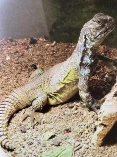 Uromastyx acanthinura abzugeben