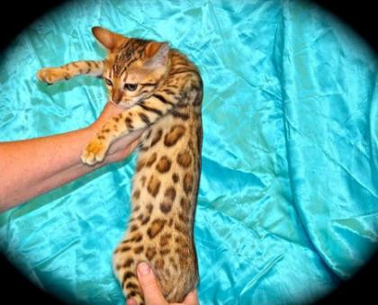 Wunderschöne rossetted Bengal Babies suchen ein neues zu Hause!