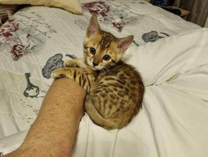 Bengalkitten mit Stammbaum