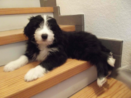 Bearded Collie Welpen super süß schwarz weiß VDH Papiere