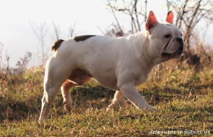 Französische Bulldogge Deckrüde creme fawn blue Schecke