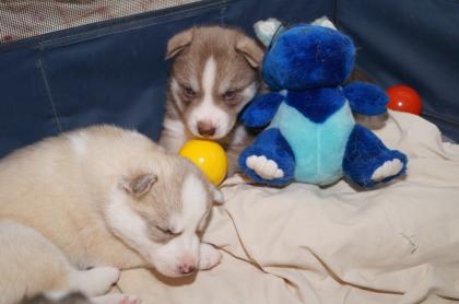 FCI Siberian Husky Welpen suchen ab dem 14.12-0.7978 ein liebevolles Zuhause 