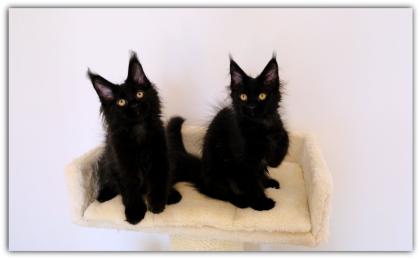 Mystisch und magisch - 2 Maine Coon Kitten black solid.