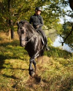 8-jähriger friesischer Wallach