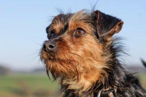 KALINKA - Yorki-Mix; weiblich, 1 Jahr, 25 cm, 3.1 kg, Gechipt, Kastriert