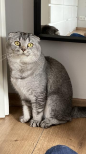 Scottish fold Kater Katze männlich 