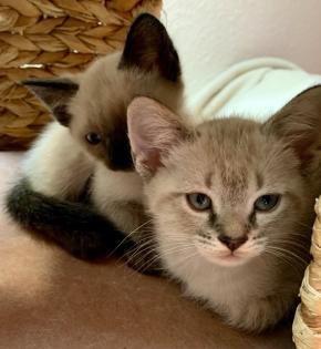 Zauberhafte Bengal Devon Rex Kitten aus Traumverpaarung