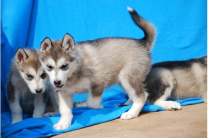 TYPVOLLE SIBERIAN HUSKY WELPEN AUS SERIÖSER HOBBYZUCHT MIT HERZ & VERSTAND