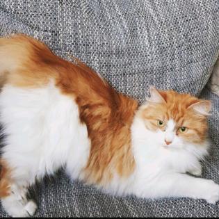 Maine coon katze  zum verkaufen