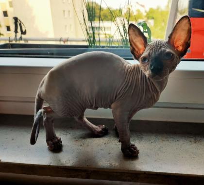 Sphynx Katzenbaby suchen neue Wohnung