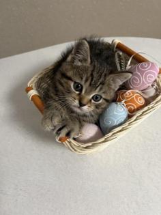 Bkh kitten Black Silver Tabby cl.Whiskas mit Stammbaum ??