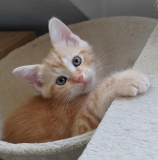 2 Edel-Mix Kitten aus Heilige Birma und BKH