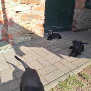 Patterdale Terrier Welpen 8 Wochen alt