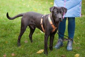 KONGO -  männlich  9 Monate  55 cm  28 kg  Labrador-Mix  Gechipt  Kastriert