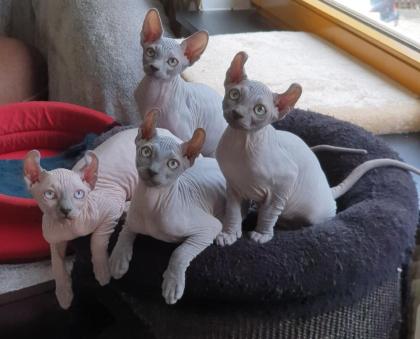 4  liebevoll Sphynx kätzchen