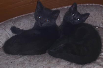 Süße blaue Kätzchen,  Kitten abzugeben