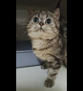 Süße bkh Kittens suchen liebevolle Zuhause