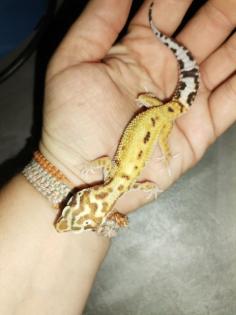 Leopardgecko Weibchen 