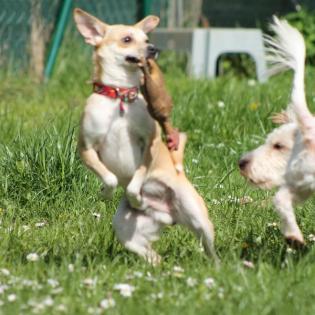 Yogi sucht ein Zuhause