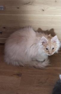 Ein verschmuste Maine Coon Katze sucht nettes zu Hause