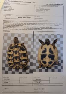 Griechische Landschildkröten – NZ 2024 und NZ 2024