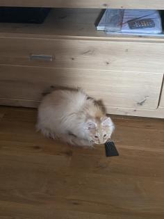 Ein verschmuste Maine Coon Katze sucht nettes zu Hause