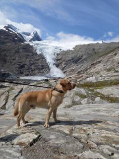 Labrador Deckrüde