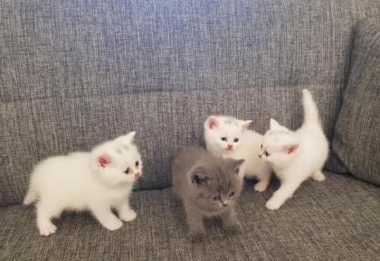 Bkh Kitten !