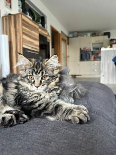 4 süsse Maine Coon