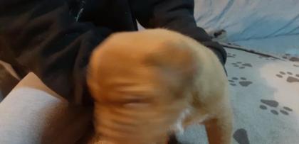 Bordeaux Doggen 