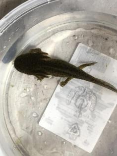 Axolotl Molche 