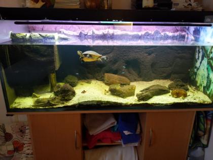 Rotbauch-Spitzkopf-Schildkröte inkl. komplettem Aquarium abzugeben --zu verschen