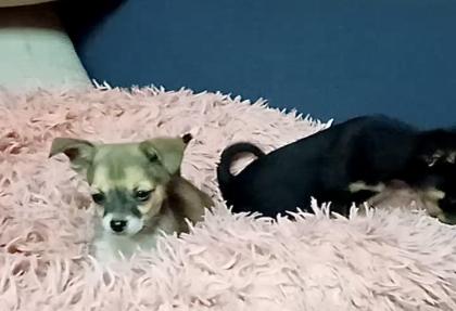 2 reinrassige Chihuahua Welpen