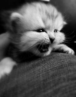 Perserkatzenbabys ab 14. Dezember2021 abzugeben , 2 Kater silver - shaded , 1 K
