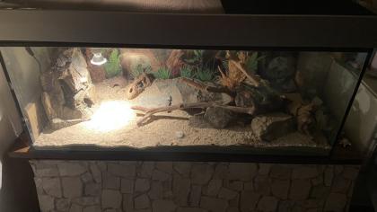 Terrarium mit 4 Leopardgeckos