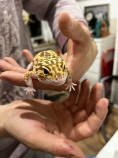 3 neugierige Leopardgeckodamen