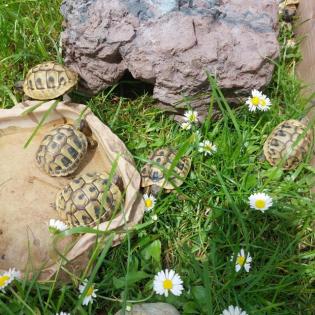 Griechische Landschildkröten/ Testudo hermanni, NZ 2024/2021