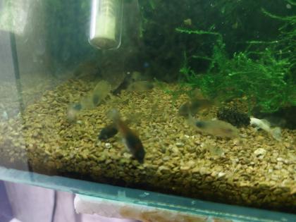 Corydoras Orange Venezuelanus Nachzuchten