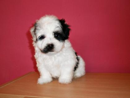 Havanese Welpen