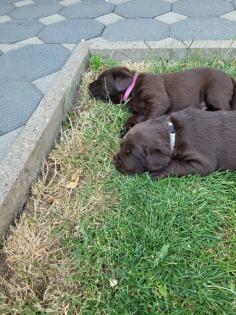 Labrador Welpen reinrassig braun